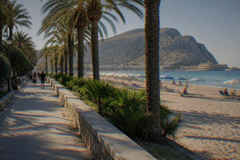 A palm-lined street at the edge of a sandy beach with umbrellas and sunbeds visible beyond