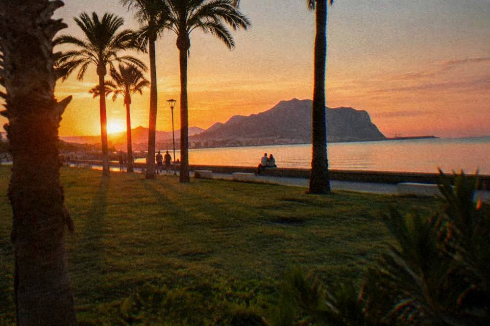 Golden evening light across a seafront lawn with palm trees and the sea horizon beyond