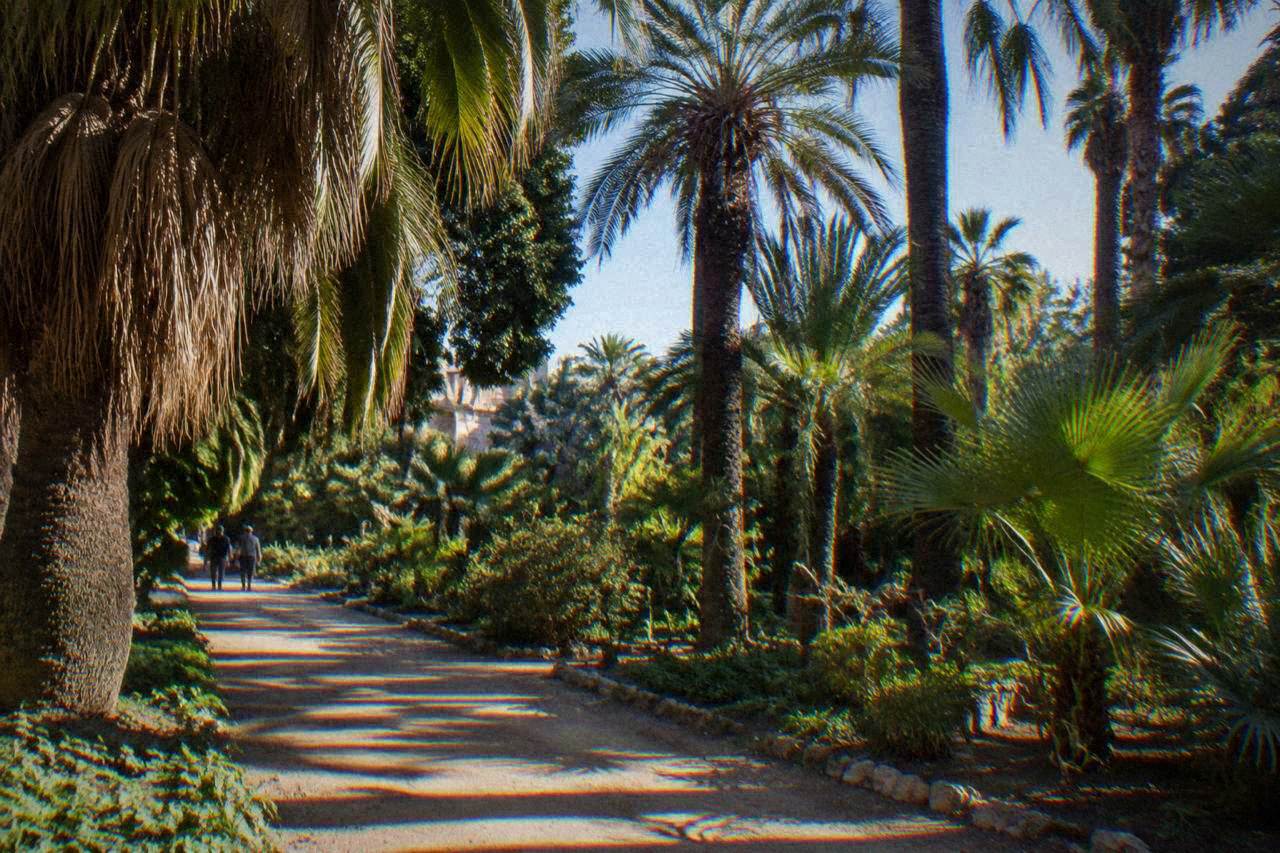 Palm trees and shaded walkways inside the Palermo Botanical Garden on a sunny day