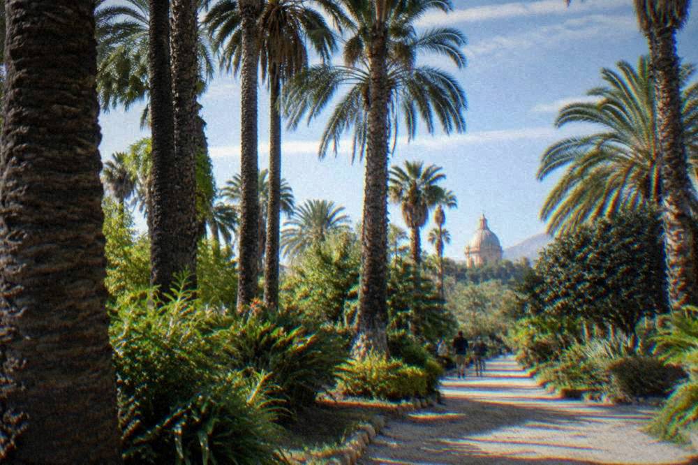 Tall palm trunks and green canopy along a gravel path in the Botanical Garden