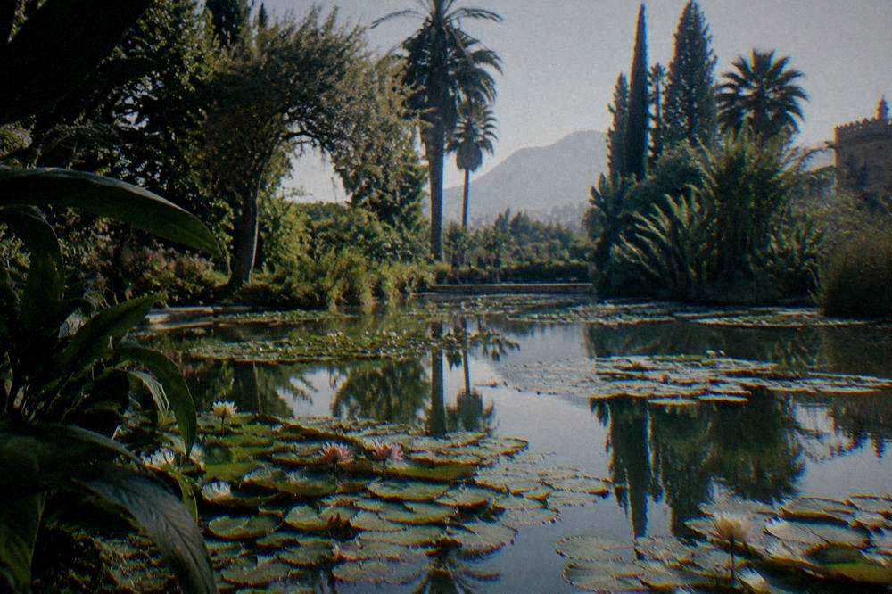 Lily pads and still water in a pond surrounded by vegetation