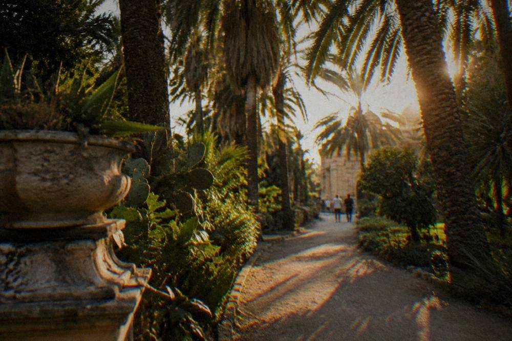Sunlight filtering through tall palm fronds above a garden path