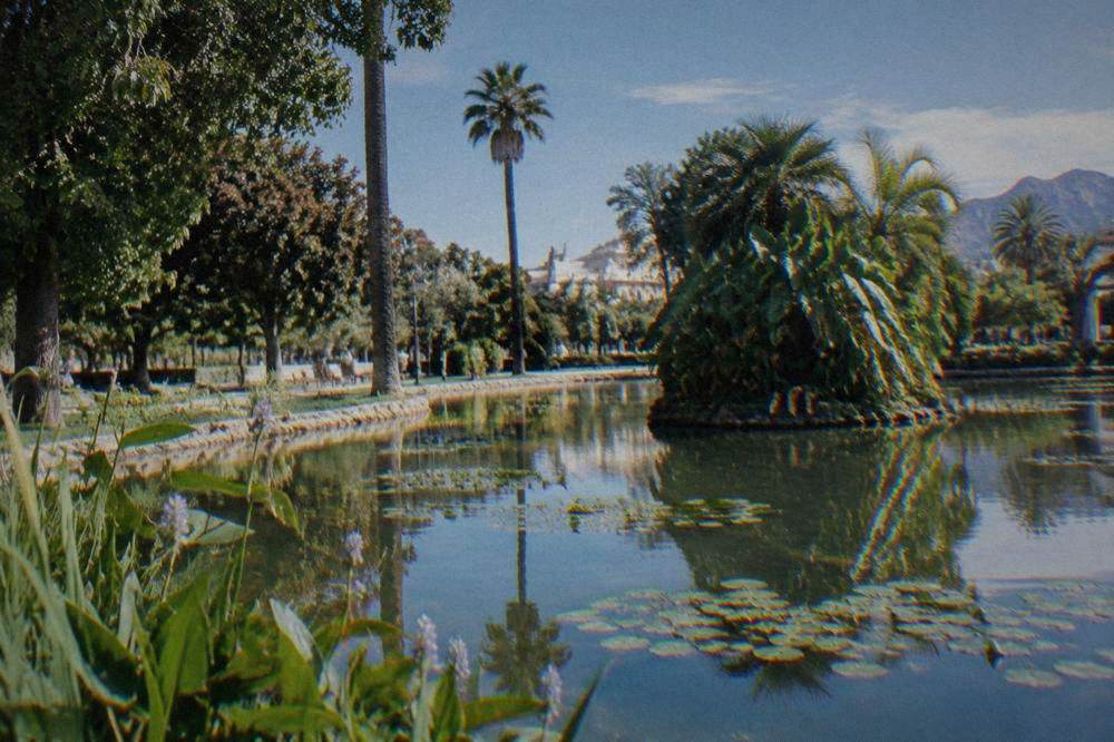 A pond in Villa Giulia with water plants and trees reflected on the surface