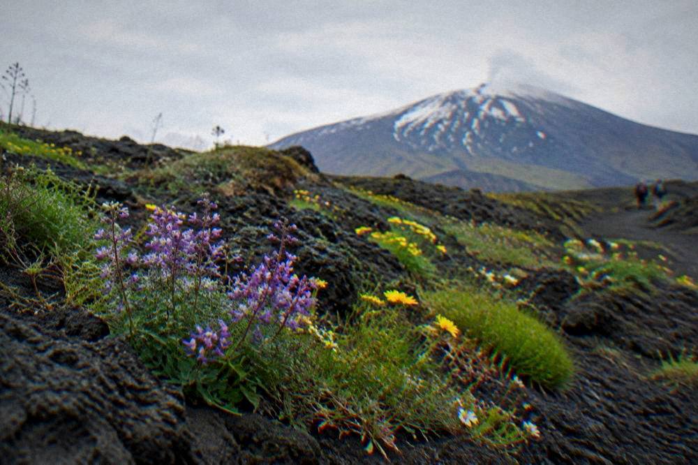 Wildflowers growing through black lava rock on Etna in spring sunshine