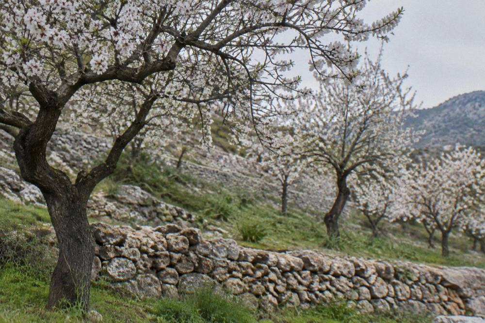 An almond tree grove on a hillside in western Sicily with dry stone walls