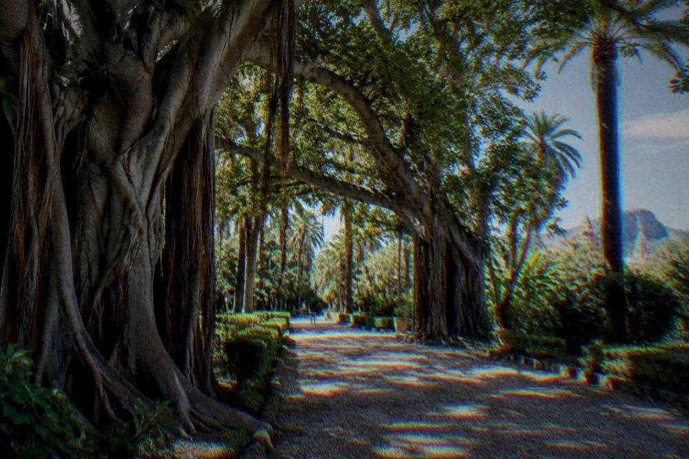 A shaded garden avenue under huge old fig trees and tall palms with dappled light on the gravel