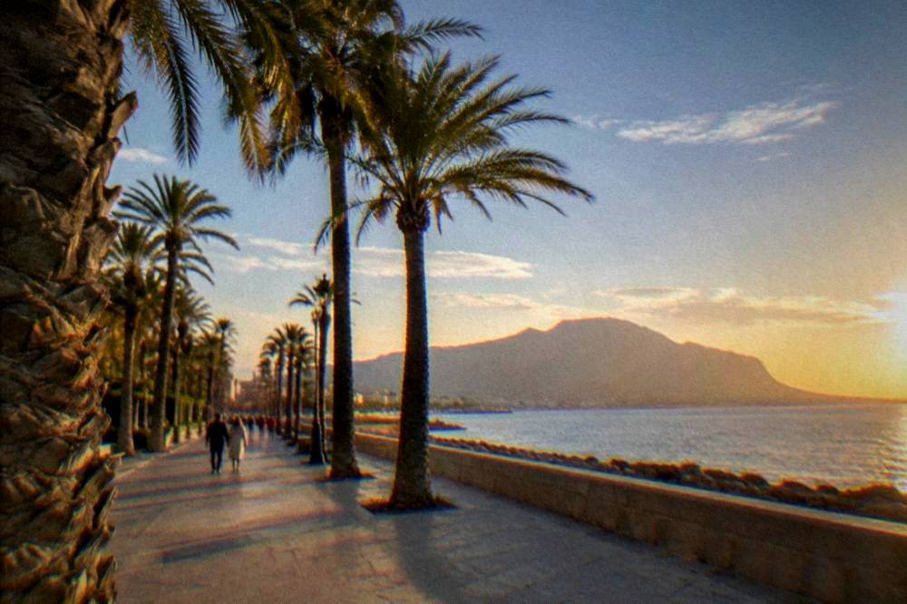 Palm trees along a seafront promenade in Palermo at golden hour